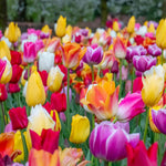 Tulip Bulbs Mixed Border Collection 50 Bulbs | 50 x Bulbs | Mixed