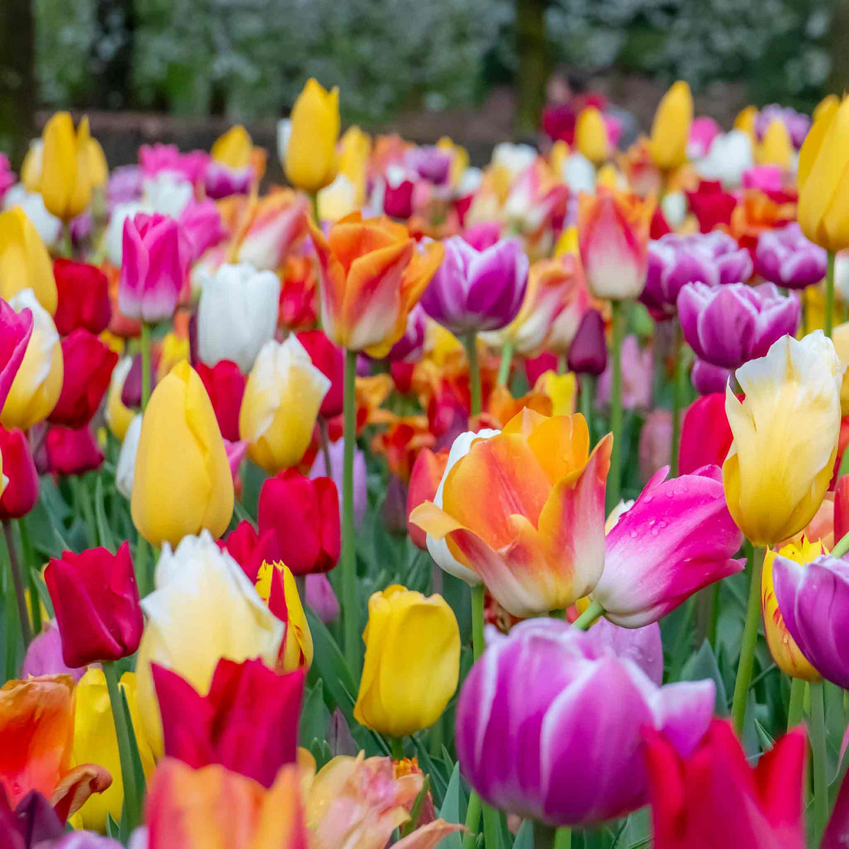 Tulip Bulbs Mixed Border Collection 50 Bulbs | 50 x Bulbs | Mixed