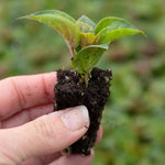 Fuchsia 'paula Jane' | 12 x Plug Plants | Pink & Purple