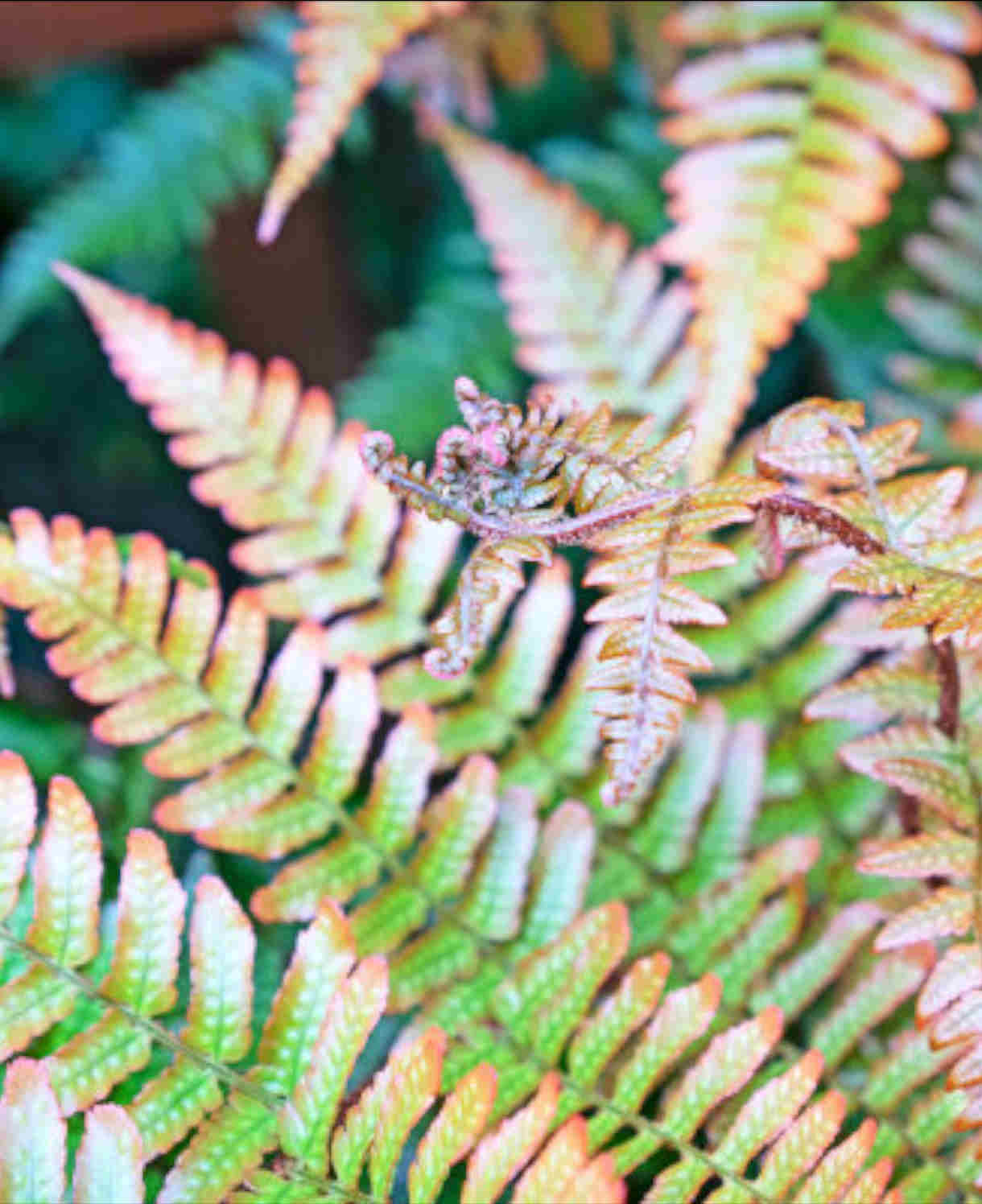 Hayloft Evergreen Fern Collection - 9cm Pots