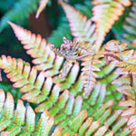 Evergreen Fern Collection - 3 x 9cm Pots (1 of each)