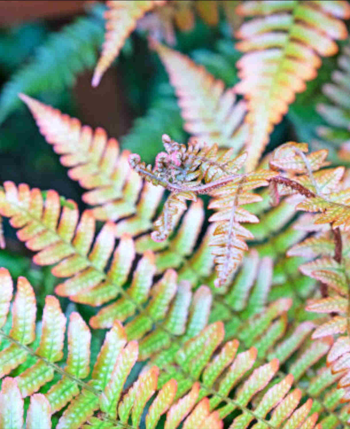 Evergreen Fern Collection - 3 x 9cm Pots (1 of each)