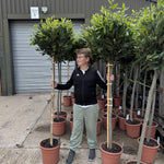 Extra Large Laurus Nobilis Lollipop Standard Bay Tree 6ft Tall