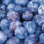 Czar Plum Fruit Tree 4-5ft Dark Tasty Fruits Ideal For Cooking Or Eating