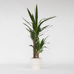 Common Yucca - Yucca Elephantipes - Height 70-80cm - ⌀17cm | Set of 1 | Green