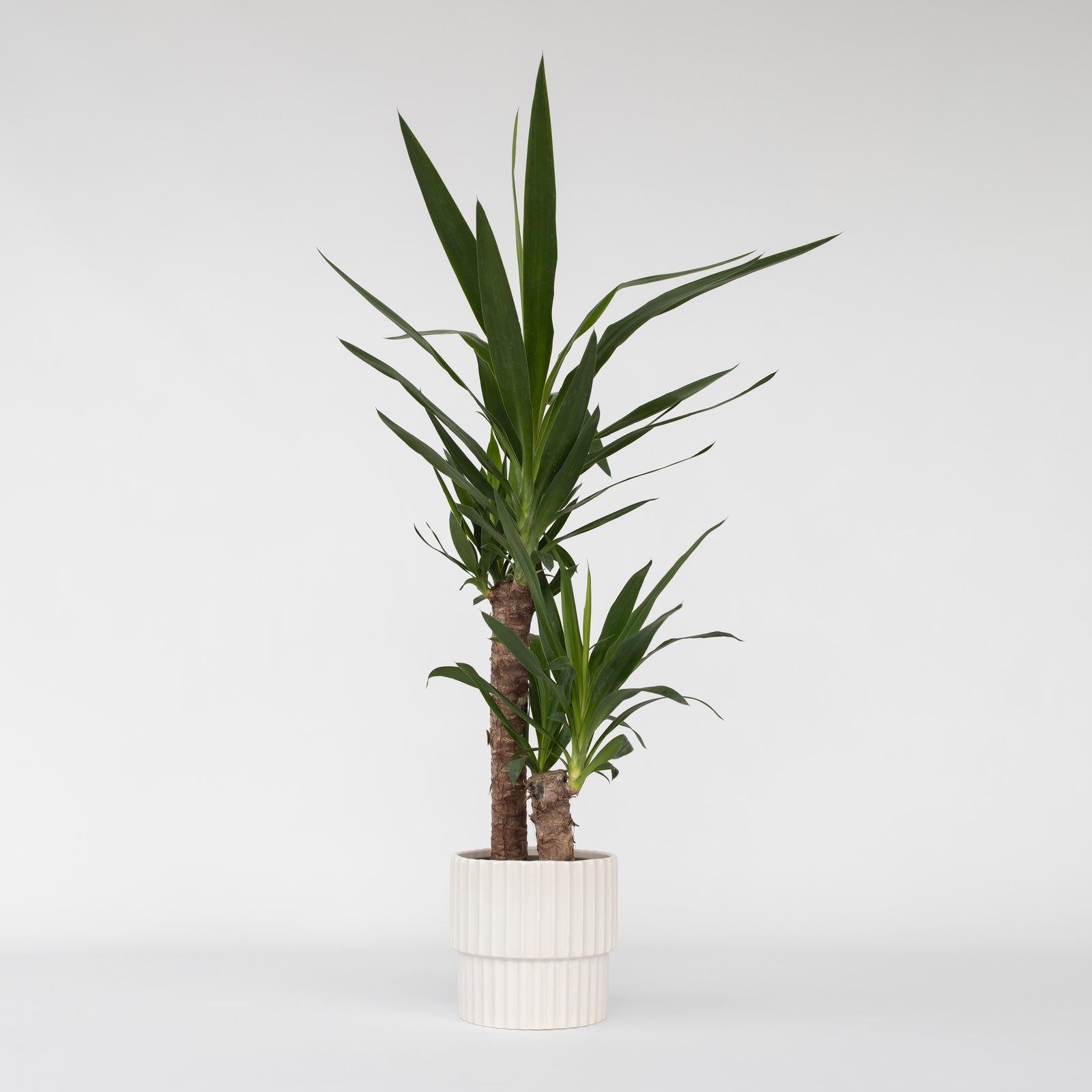 Common Yucca - Yucca Elephantipes - Height 70-80cm - ⌀17cm | Set of 1 | Green
