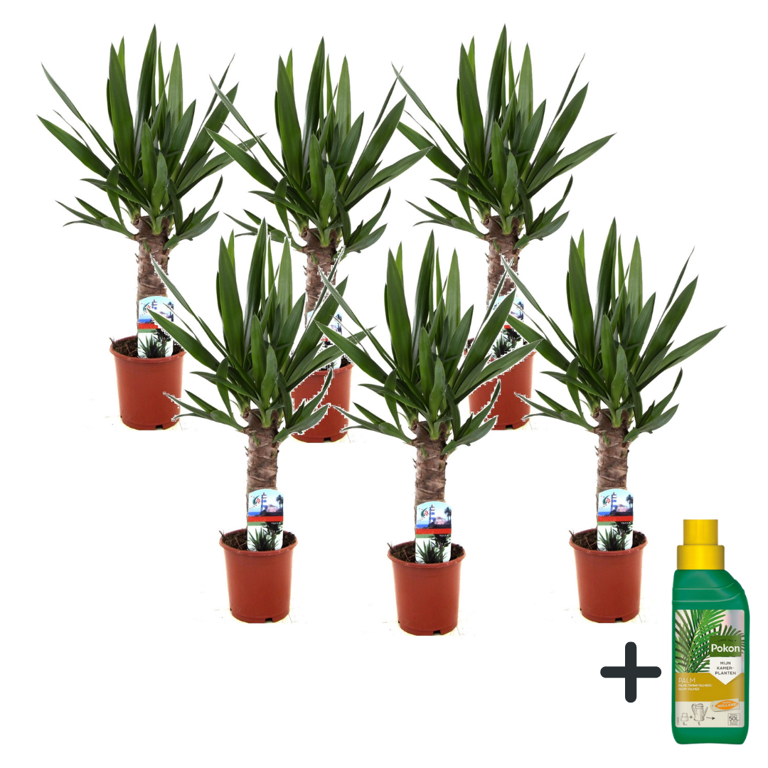 Common Yucca - 6 Pcs. - Yucca Elephantipes - Height 50-60cm - ⌀14cm | Set of 6 | Green