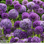 Allium Cut Flower Collection Bulbs | 100 x Bulbs