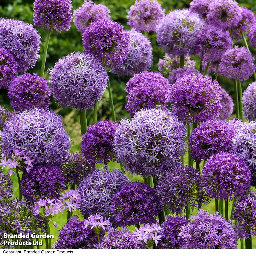 Allium Cut Flower Collection Bulbs | 100 x Bulbs