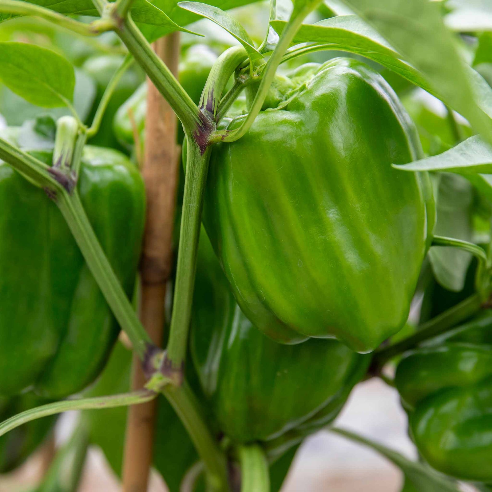 Sweet Pepper 'big Ben' Plant | 3 x 9cm | Red