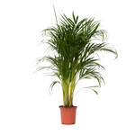 Areca Palm 'golden Cane' - Dypsis Lutescens - Height 100-120cm - ⌀21cm | Set of 1 | Green