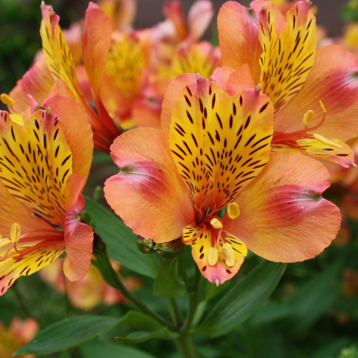 Hayloft Alstroemeria Majestic Aubance  3 X 9cm Pots