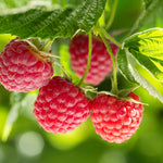 Plentiful Patio Fruits Collection - Blueberry, Raspberry And Blackberry All Compact Varieties Supplied In 9cm Pots