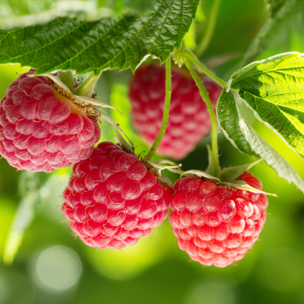 Plentiful Patio Fruits Collection - Blueberry, Raspberry And Blackberry All Compact Varieties Supplied In 9cm Pots