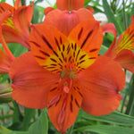 Hayloft Alstroemeria Majestic 'longue' - 3 X 9cm Pots