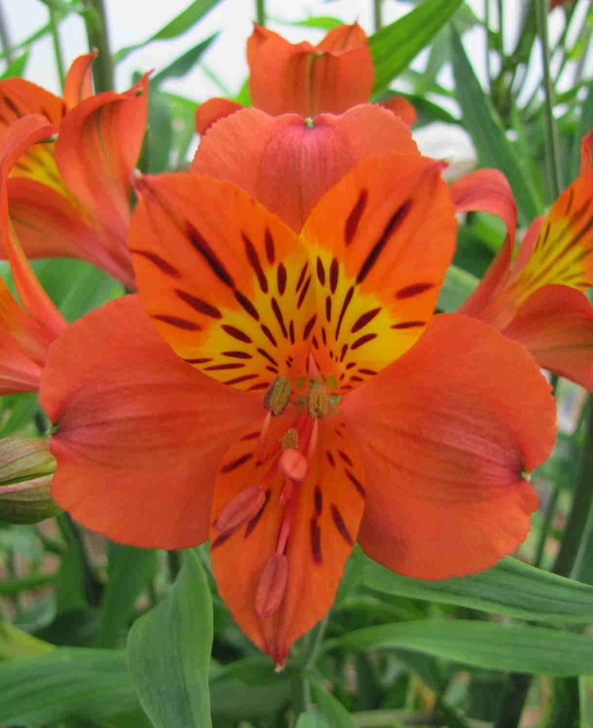 Hayloft Alstroemeria Majestic 'longue' - 3 X 9cm Pots