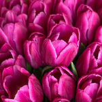 Hayloft Tulipa Barcelona - Vibrant Spring Flower 15 Bulbs