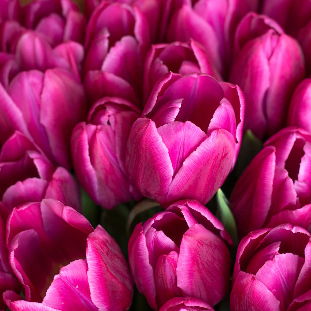 Hayloft Tulipa Barcelona - Vibrant Spring Flower 15 Bulbs
