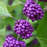 Callicarpa Profusion Beauty Berry Shrub Large Plant Supplied In A 3 Litre Pot