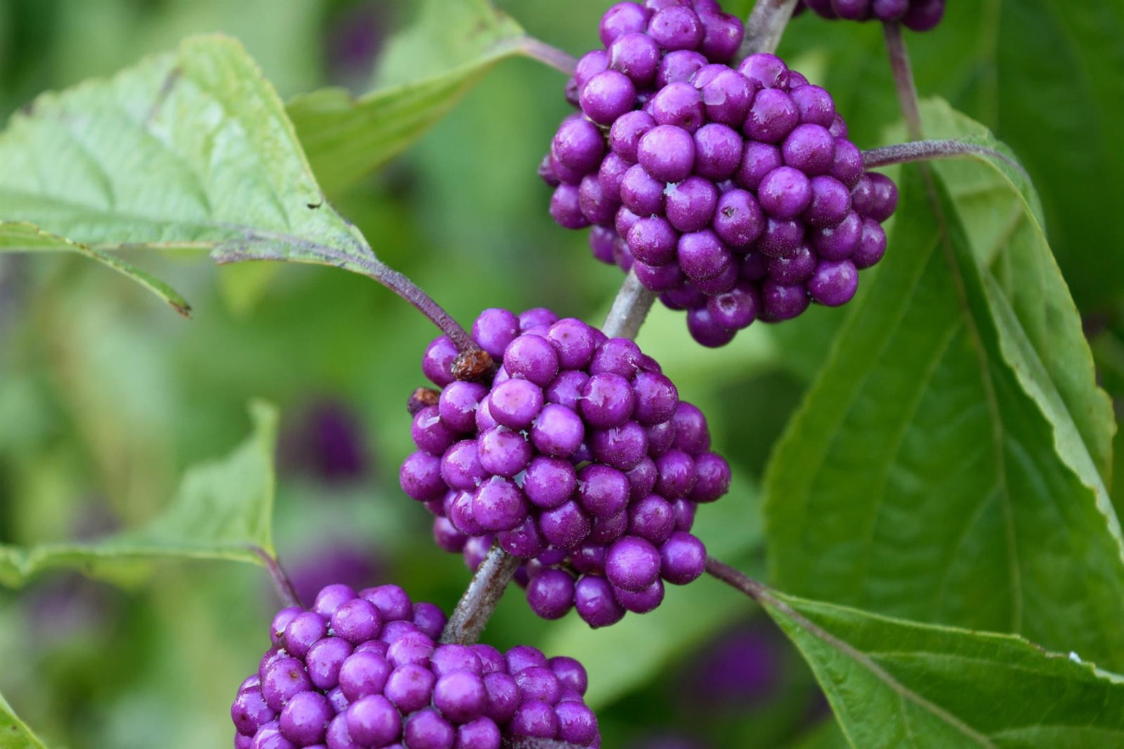 Callicarpa Profusion Beauty Berry Shrub Large Plant Supplied In A 3 Litre Pot