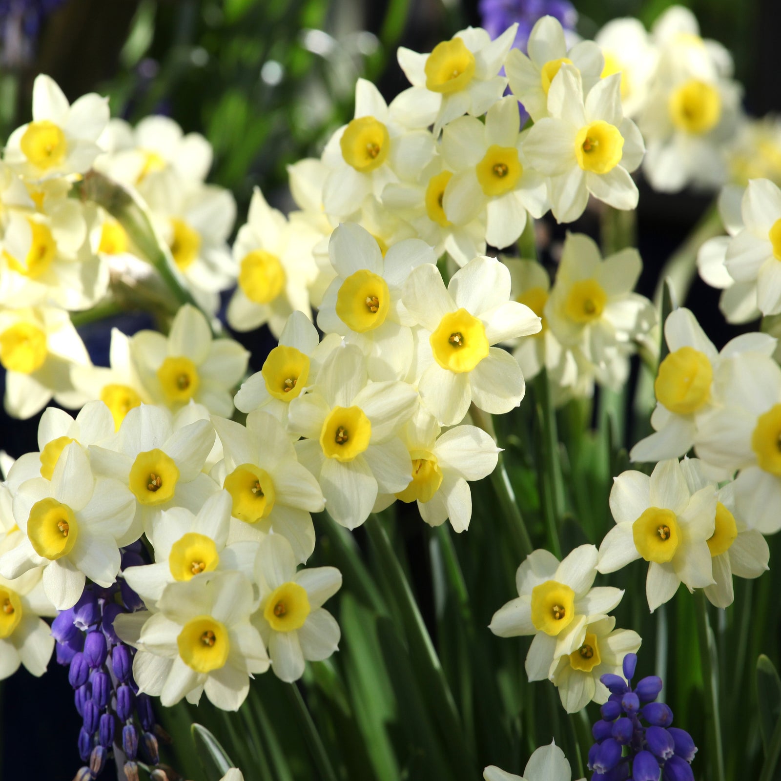 Exclusive Bumper Narcissus Collection - 60 Fantastic Bulbs