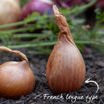 Shallot Sets Jermor (rhs Awarded) | Set of 15