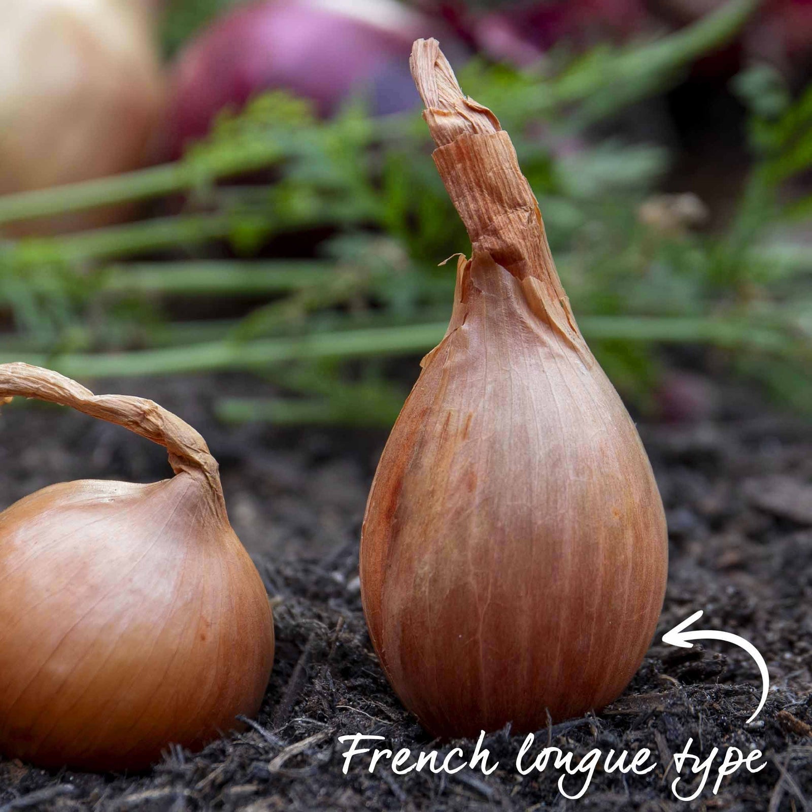 Shallot Sets Jermor (rhs Awarded) | Set of 15