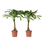 Money Tree Plant - 2 Pcs. - Pachira Aquatica - Height 60-70cm - ⌀17cm | Set-of-2 | Green