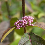 Callicarpa Bodinieri 'profusion' Purple-berried Shrub | 1 x 3L | Purple