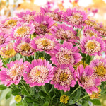 Osteospermum Dalina Double Pink Plug Plant | 6 x Plug Plants | Hot Pink