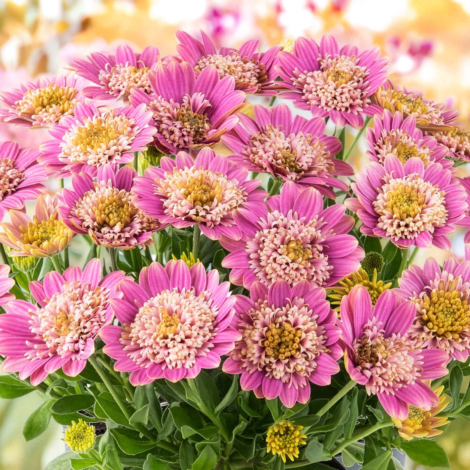 Osteospermum Dalina Double Pink Plug Plant | 12 x Plug Plants | Hot Pink