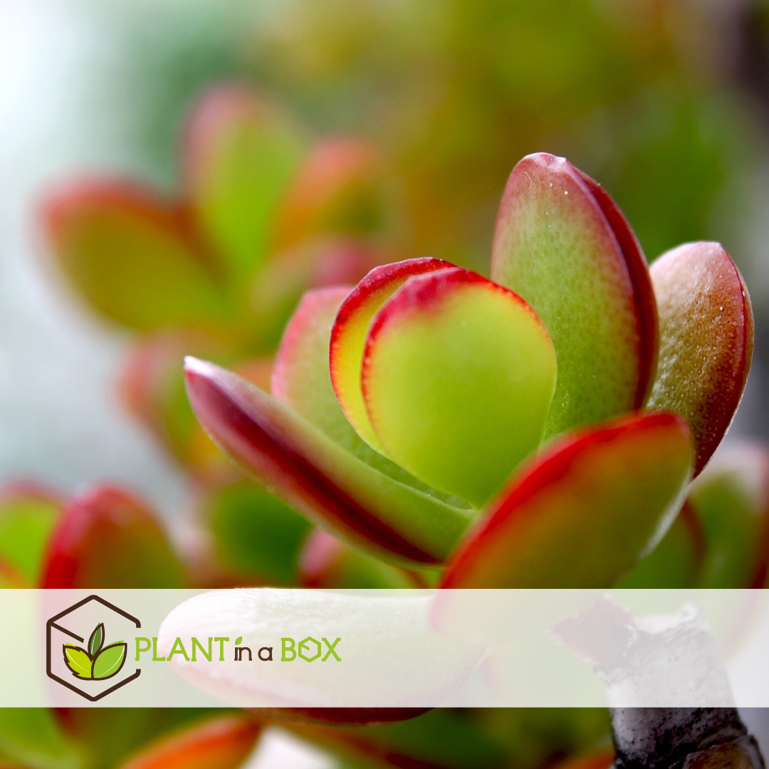 Jade Plant - Crassula Ovata 'sunset' - Height 55-60cm - ⌀30cm | Set of 1 | Green