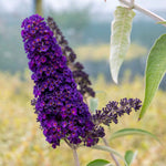 Buddleja Davidii 'black Knight' Butterfly Bush | 1 x 9cm | Purple