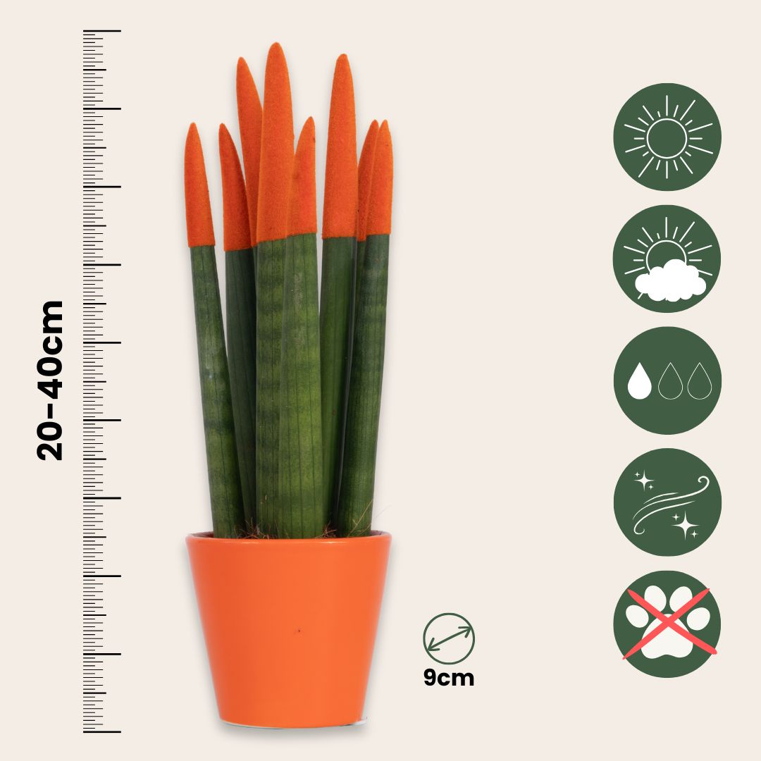 Snake Plant Velvet Touch - Sansevieria Cylindrica - Height 20-40cm - ⌀9cm | Orange