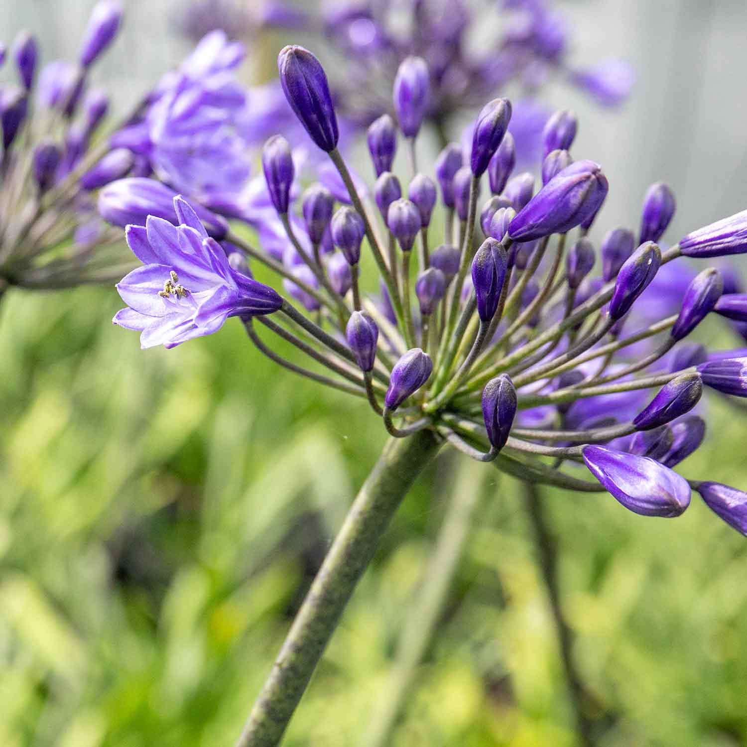 Agapanthus Africanus 'big Blue' Plant | 1 x 7.5L | Blue