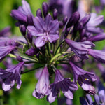 Agapanthus Poppin Purple - African Lily | Set-of-1 | Dark Purple