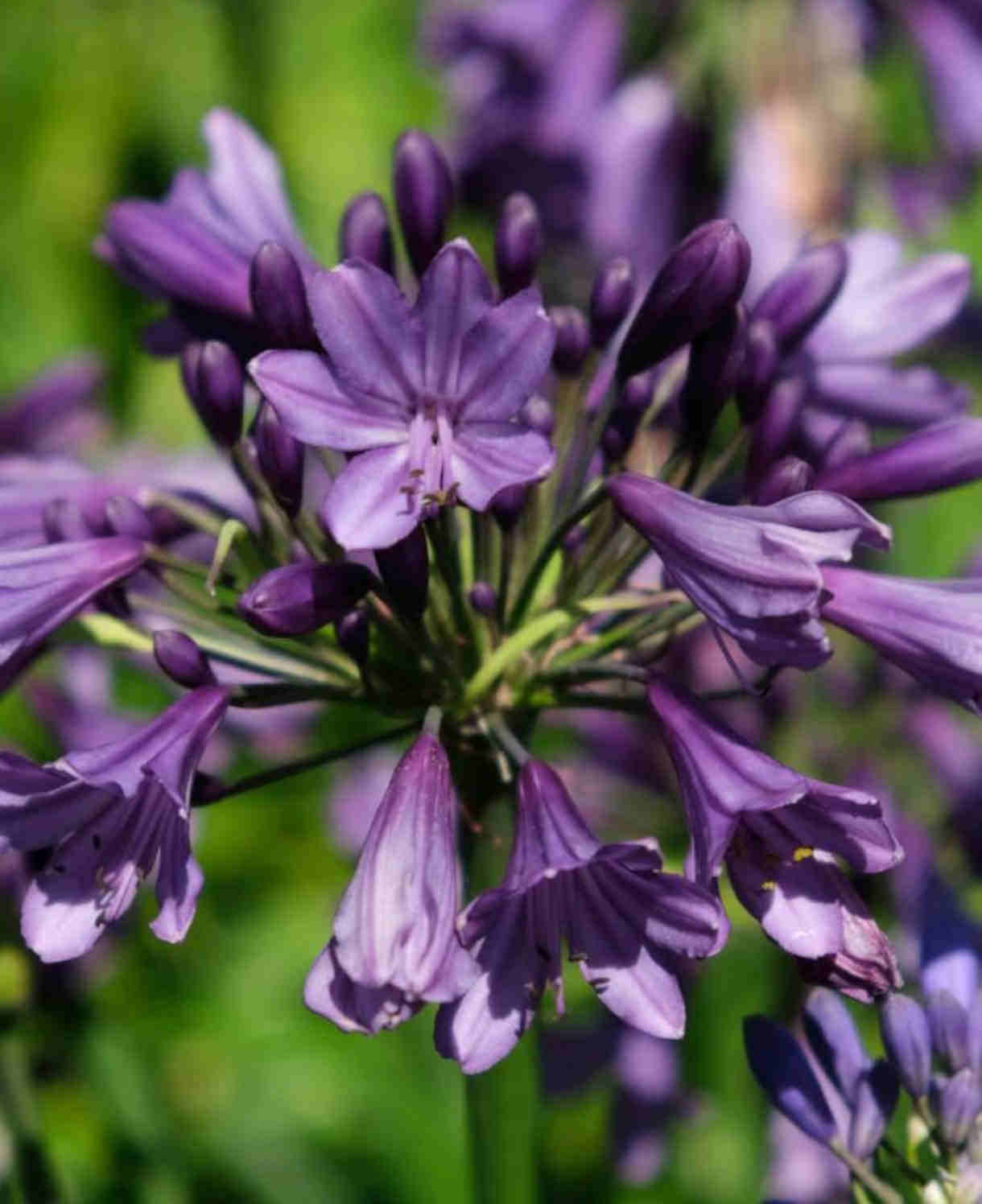 Agapanthus Poppin Purple - African Lily | Set-of-1 | Dark Purple