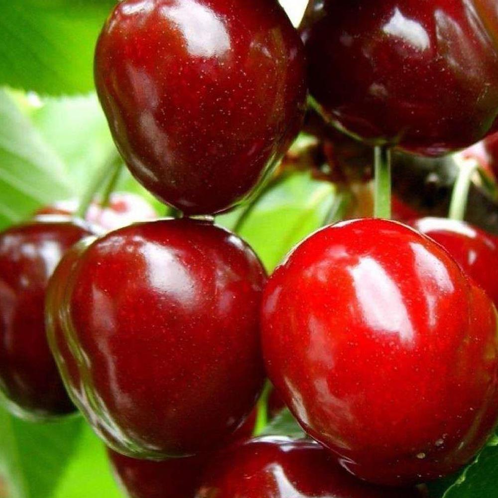 Prunus Sunburst Sweet Juicy Cherry Fruit Tree 5-6ft Supplied In A 7.5 Litre Pot