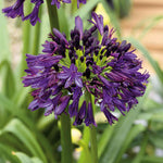 Agapanthus 'blackjack' – Rhs Chelsea Plant Of The Year 2023 | Set of 3