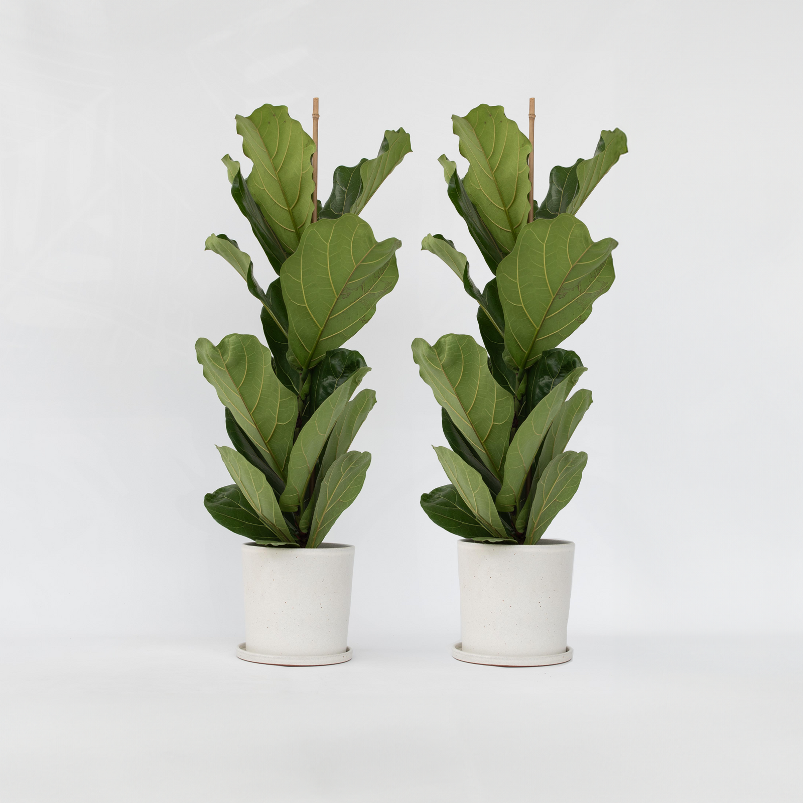 Fiddle-leaf Fig - 2 Pcs. - Ficus Lyrata - Height 70-90cm - ⌀21cm | Set-of-2 | Green