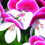 Hayloft Pelargonium Angel Eyes Collection - 9 Young Plants 3 Of Each