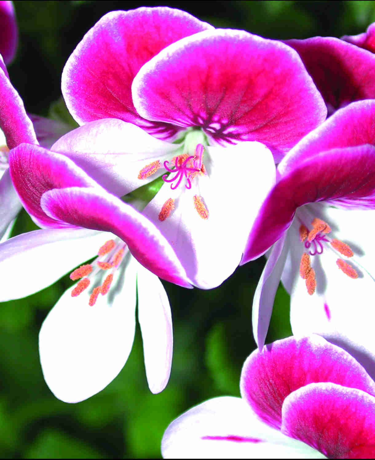 Hayloft Pelargonium Angel Eyes Collection - 9 Young Plants 3 Of Each