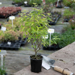Caryopteris Incana 'sunshine Blue' Shrub | 1 x 3L | Blue & Yellow
