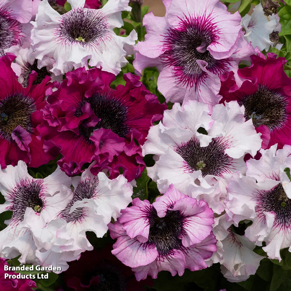 Petunia Superbissima Triumph Mix - Largest Petunia Blooms Garden Ready Plants | 24 x Garden Ready Plants