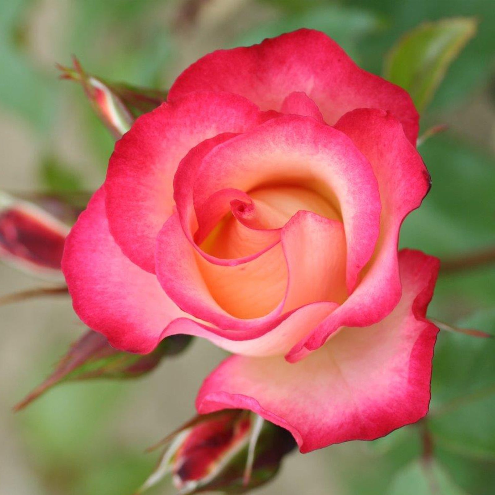 Rose 'birthday Girl' - Floribunda, Creamy Yellow With Red Edges | 1 x Bare Root