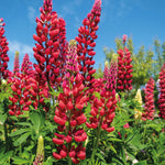 Lupin Street Party Collection 18 Bare Roots