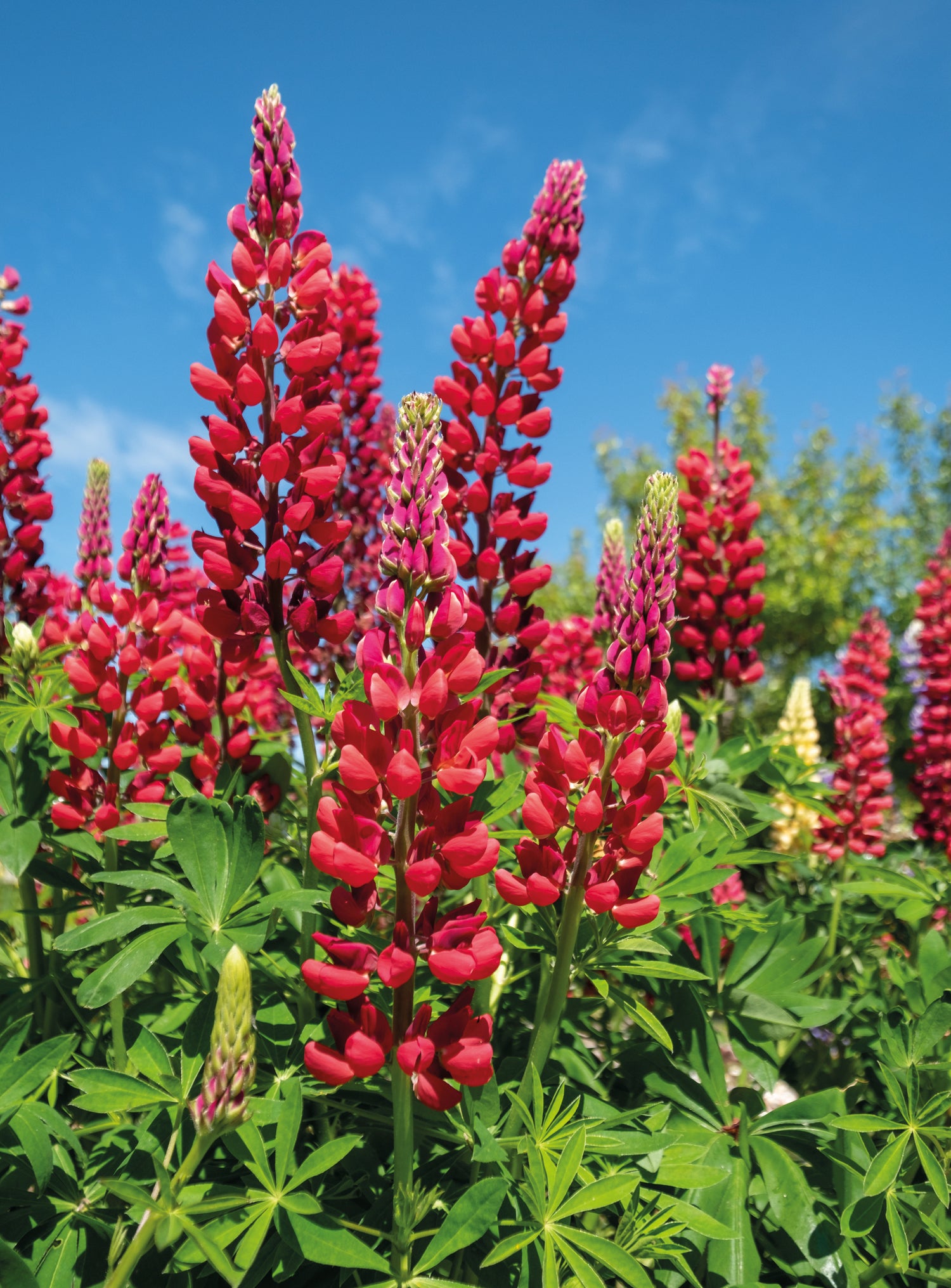 Lupin Street Party Collection 18 Bare Roots