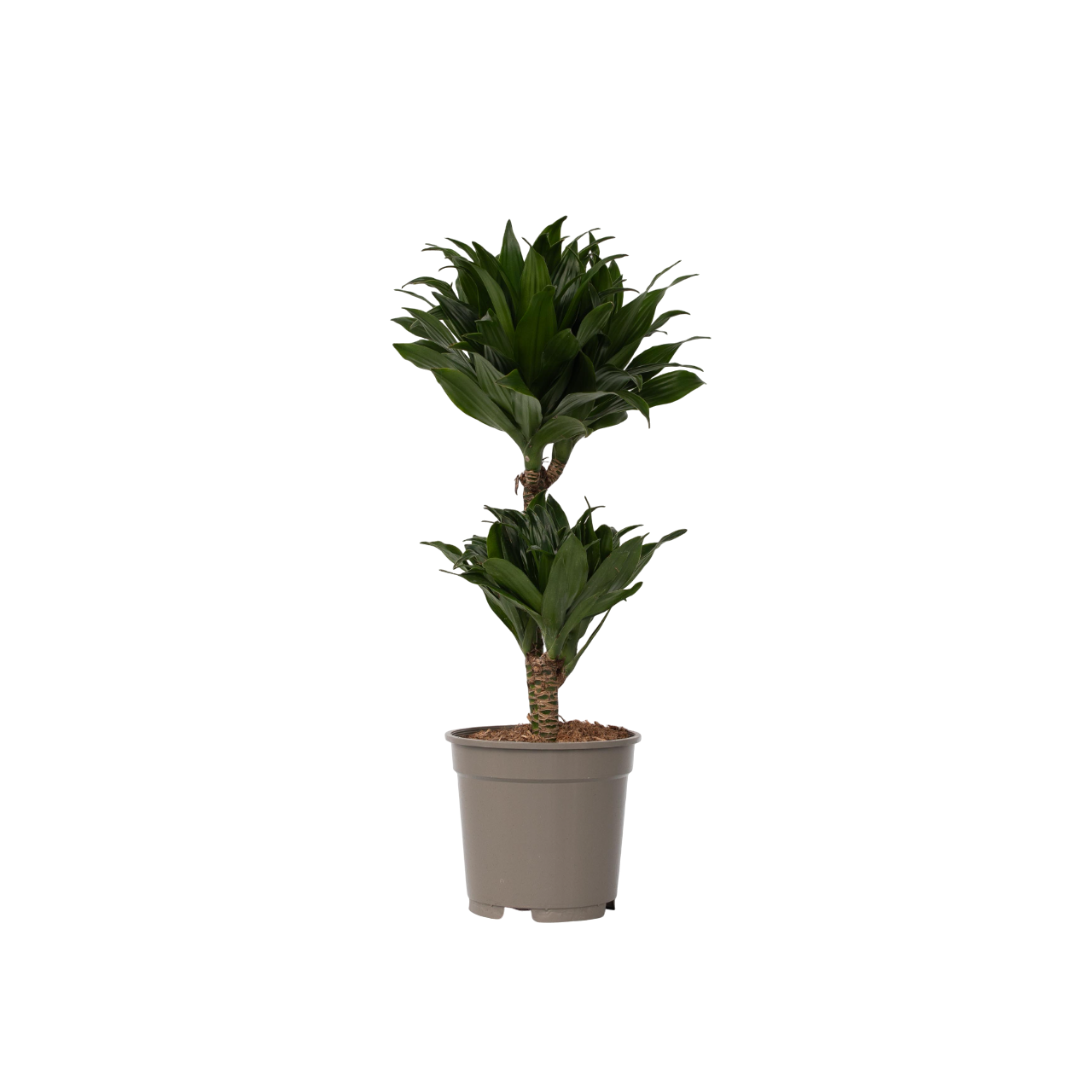 Dragon Tree - Dracaena Surculosa - Height 50-65cm - ⌀17cm | Set of 1 | Green