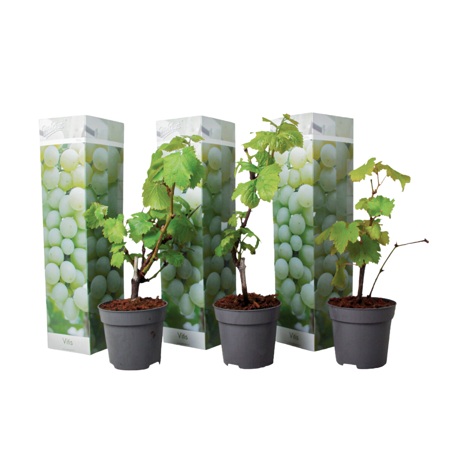 Common Grape Vine - 3 Pcs. - Height 25-40cm - ⌀9cm | Set-of-3 | Green