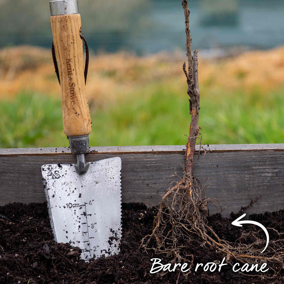 Blackcurrant 'ebony' Plant Bare Root | Set of 3 | Multi